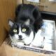 Jon The Cat